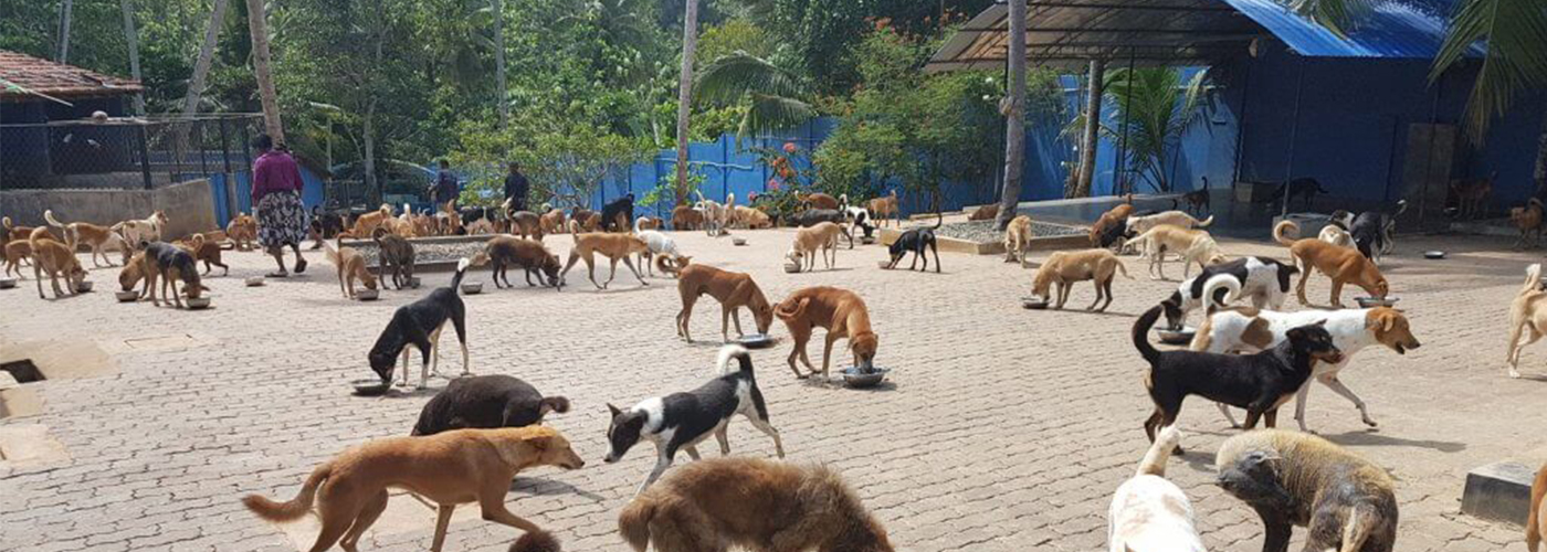 Where do all the Unwell Sri Lankan Street Dogs Go? Pulse