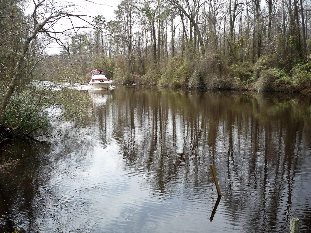 Climate change threatening coastal forests, including those in NC The