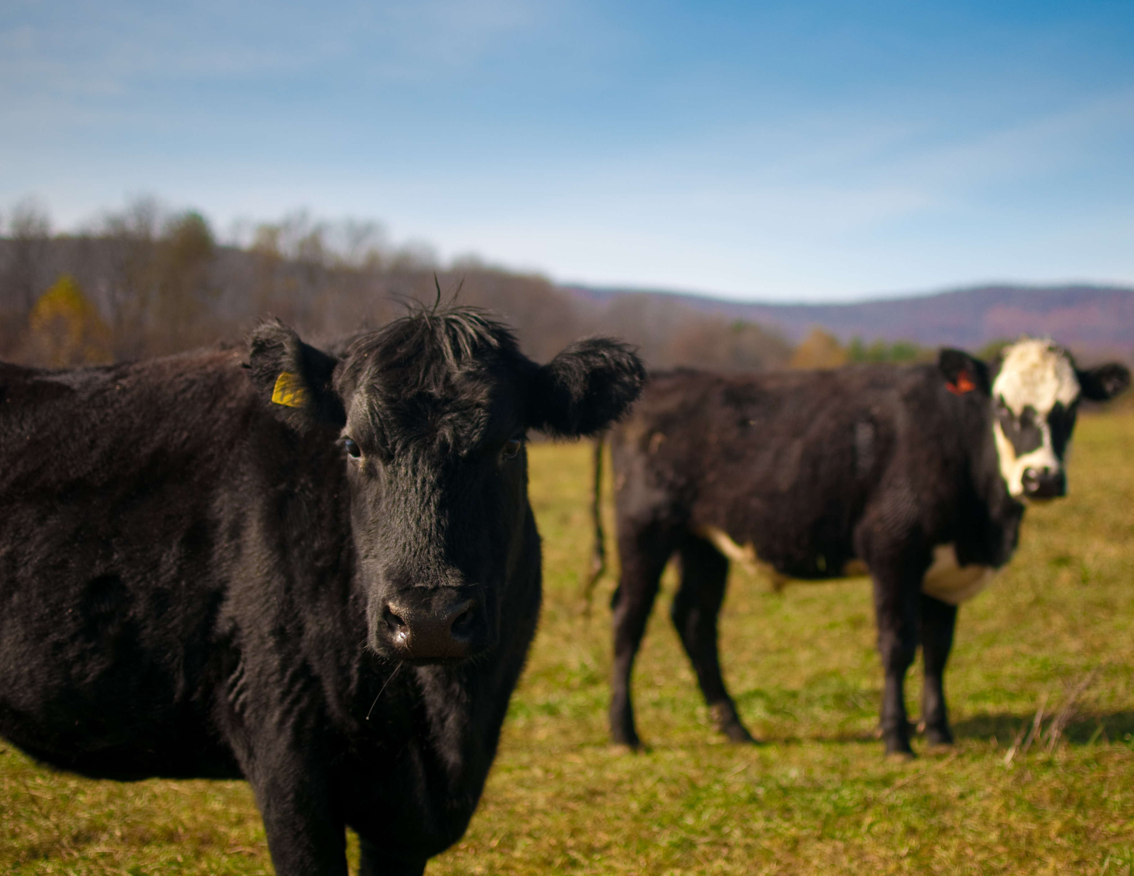This Week in Pollution Randolph Packing cattle slaughter plant in