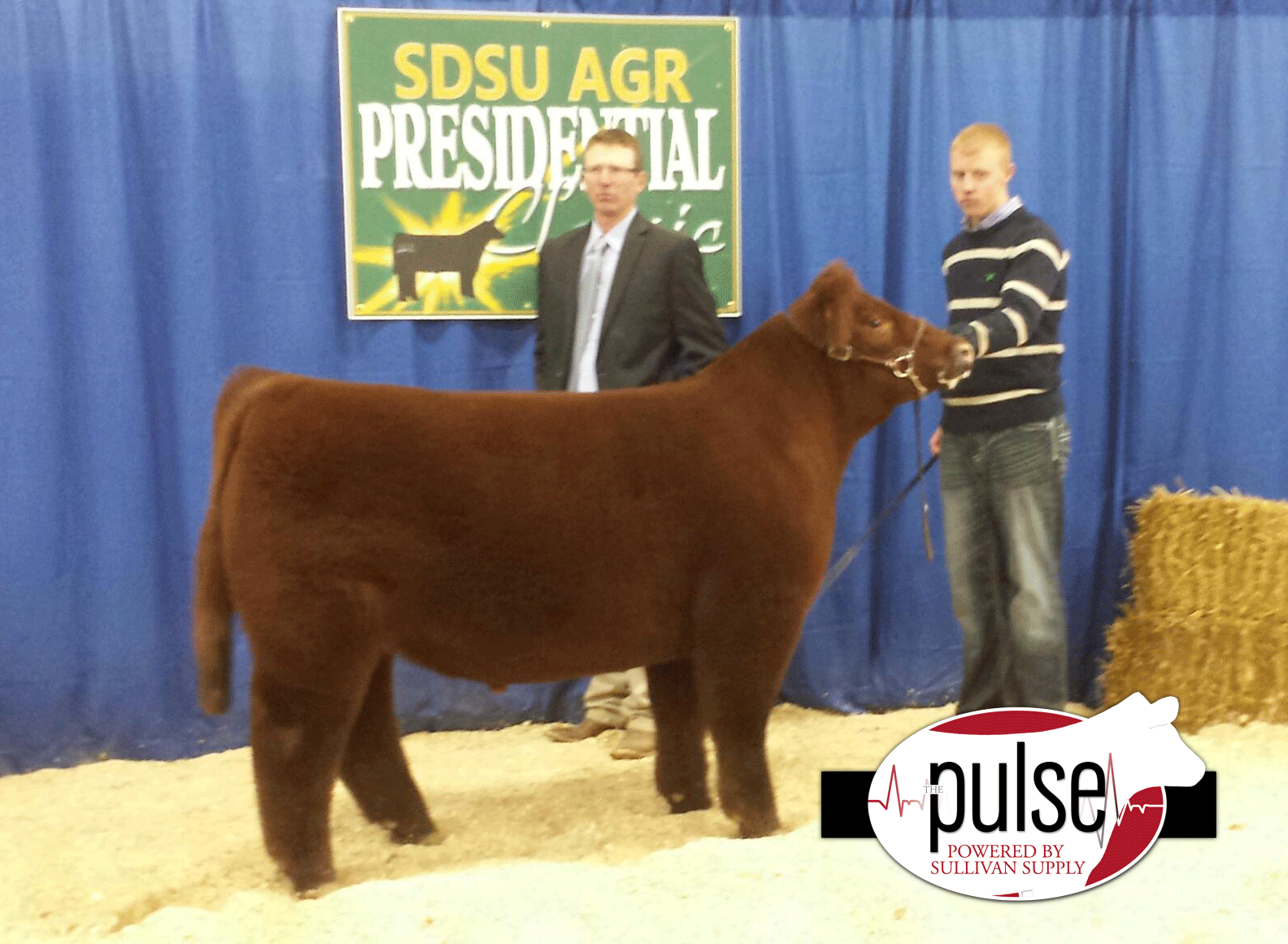 SDSU AGR Presidential Classic Steer Show The Pulse