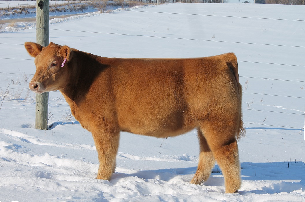 Elliott Cattle Company The Pulse