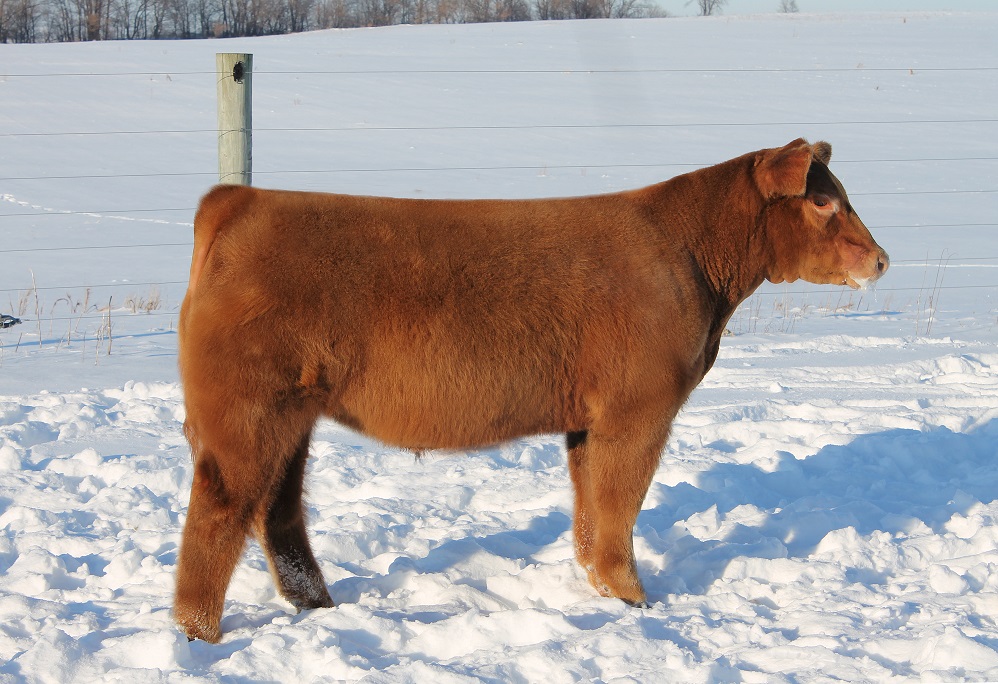 Elliott Cattle Company The Pulse