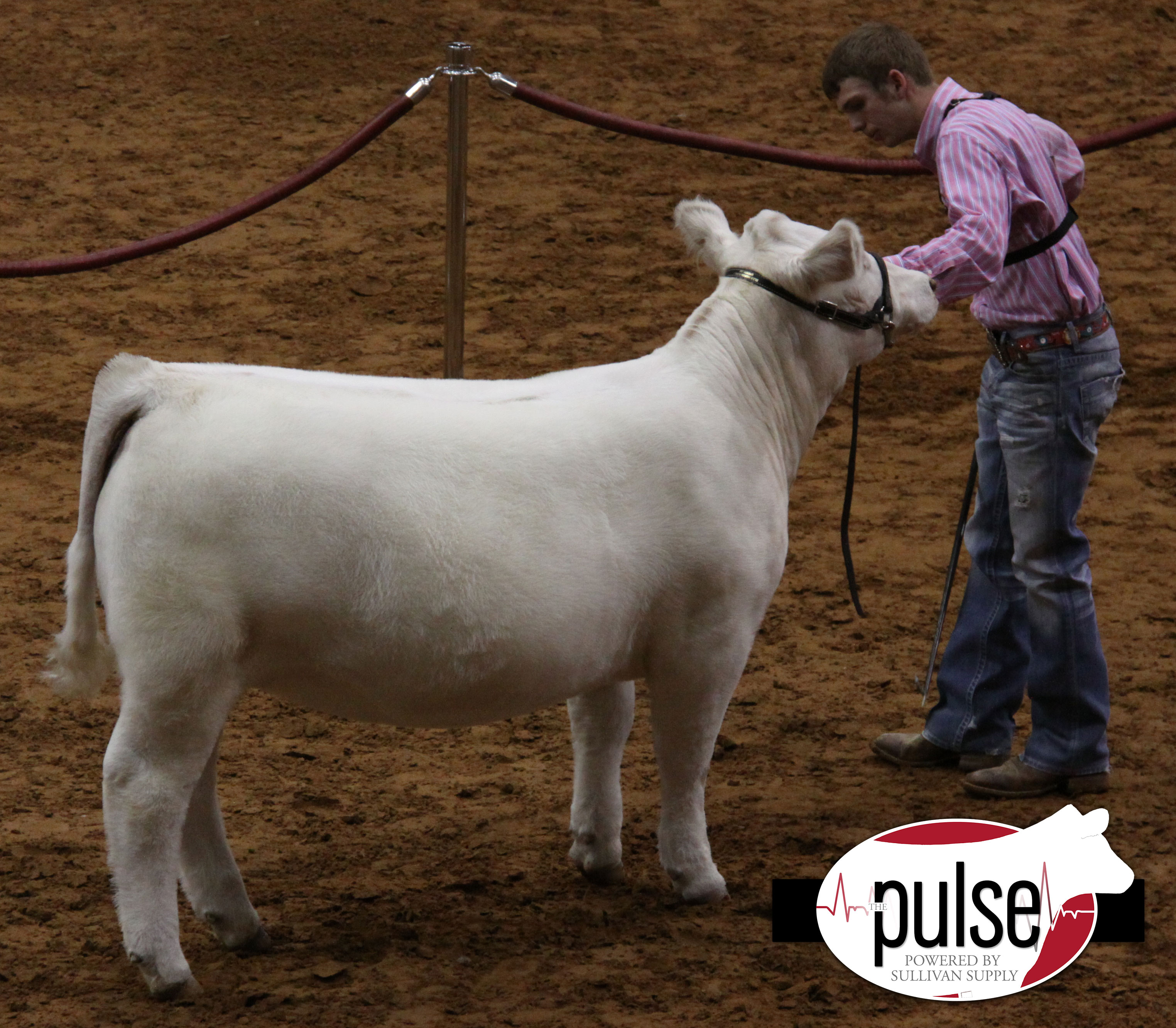 FWSS Open Charolais The Pulse