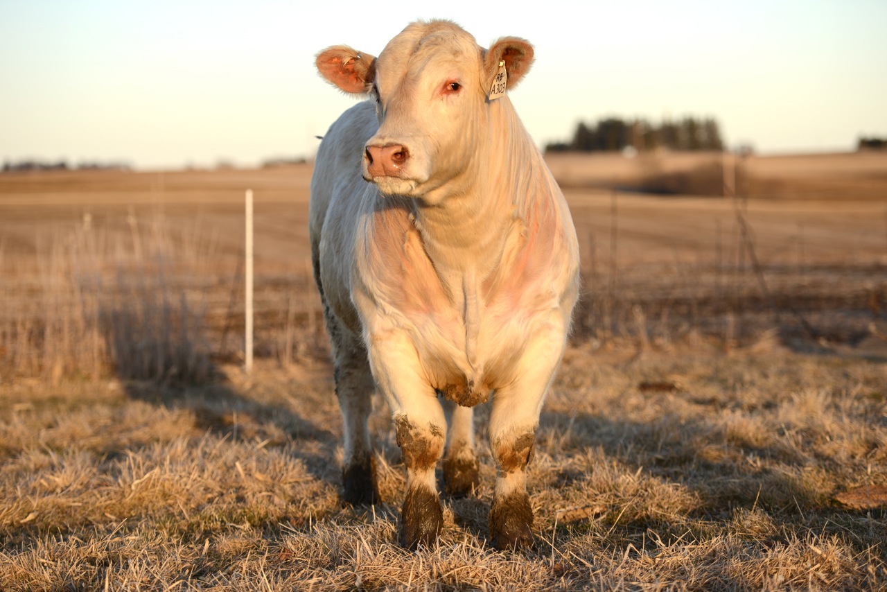 Charolais Bull for Sale The Pulse