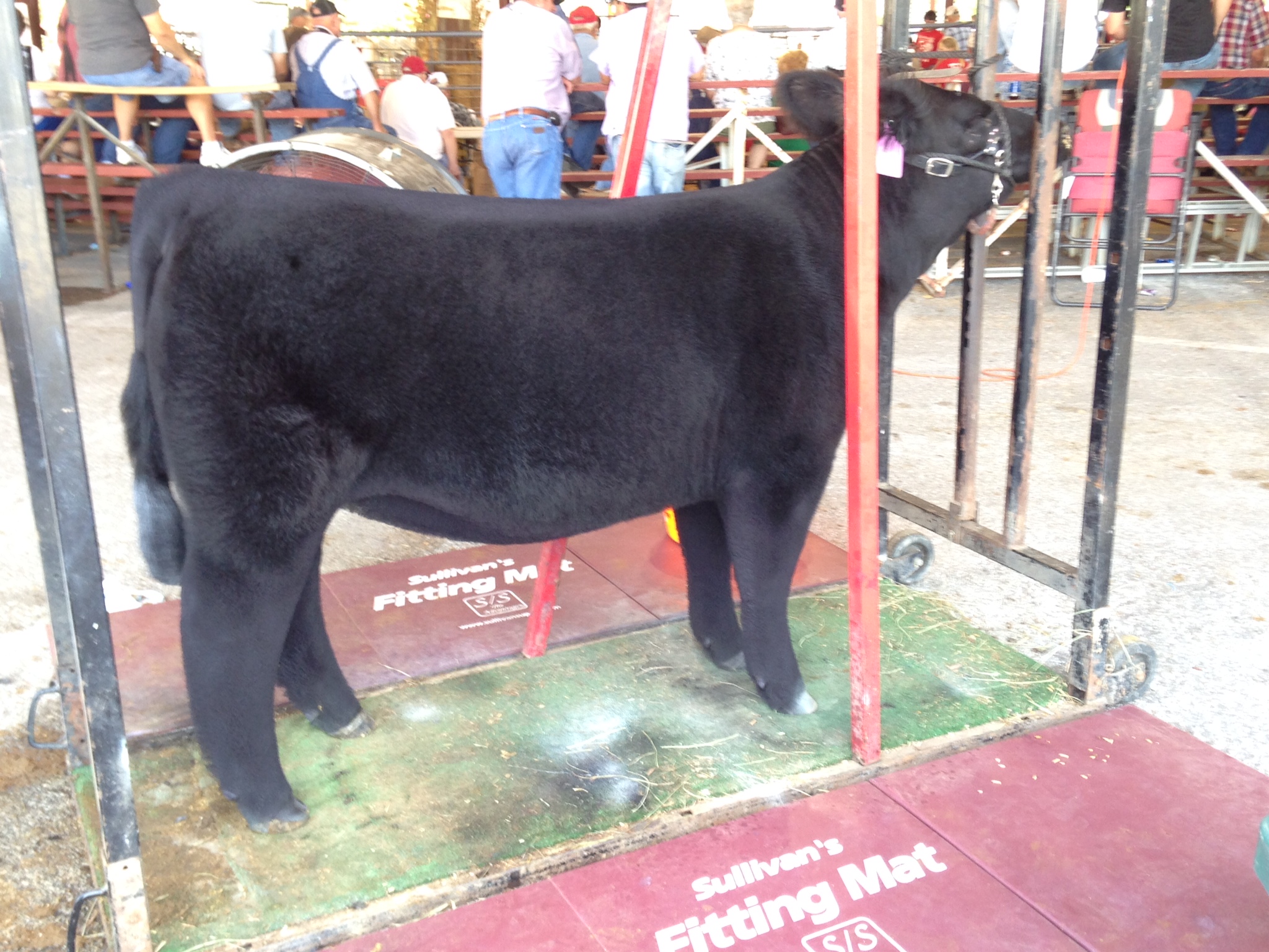 Lamar County Fair Missouri The Pulse