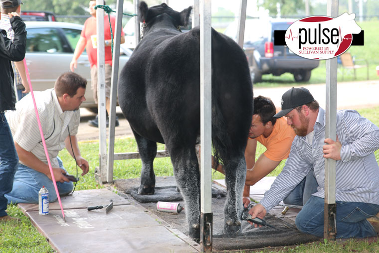 Steer Show Morning at Illinois The Pulse