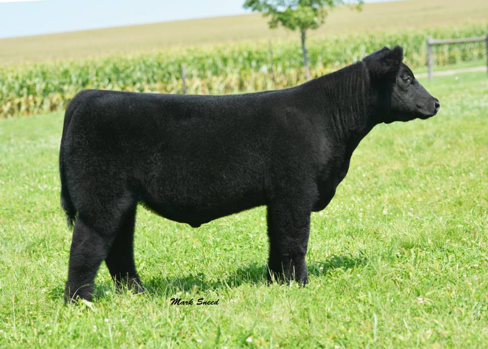Blackford Show Cattle. The Pulse