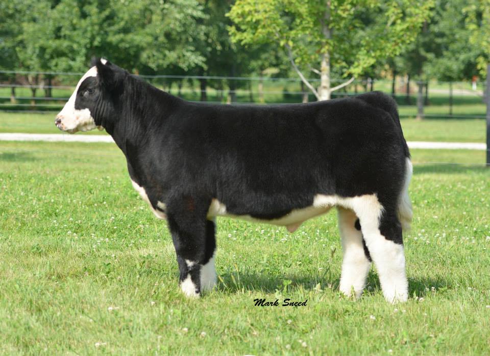 Blackford Show Cattle. The Pulse