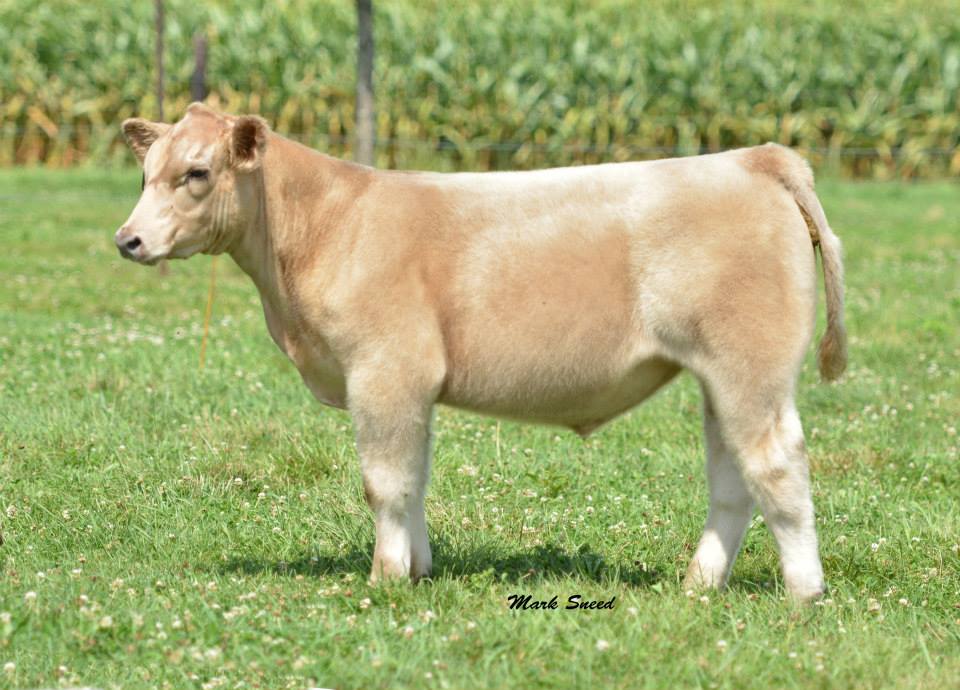 Blackford Show Cattle. The Pulse