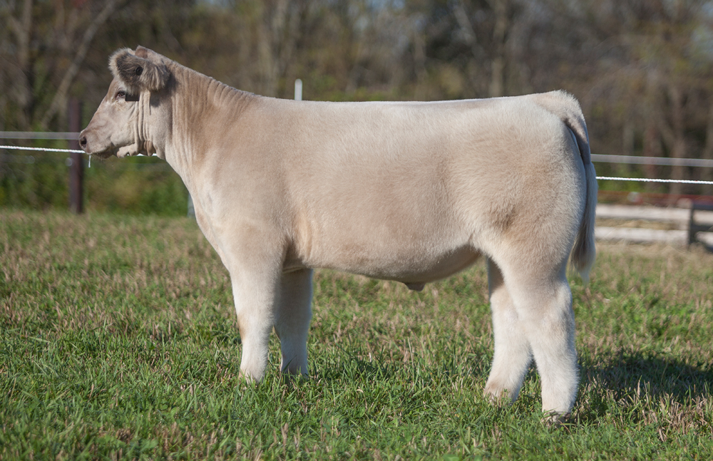 ster Cattle Co. The Pulse