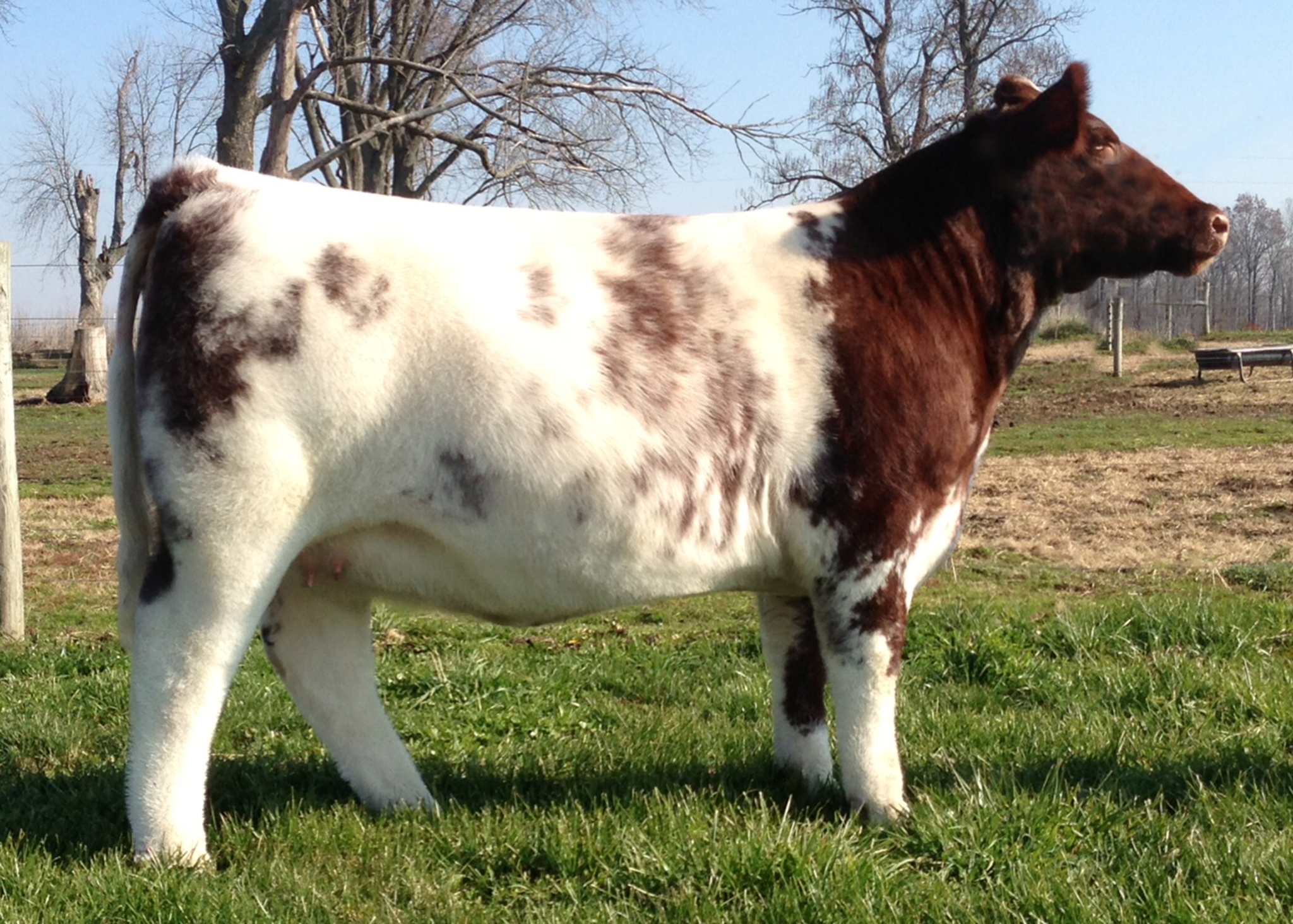 Stewart Club Calves The Pulse