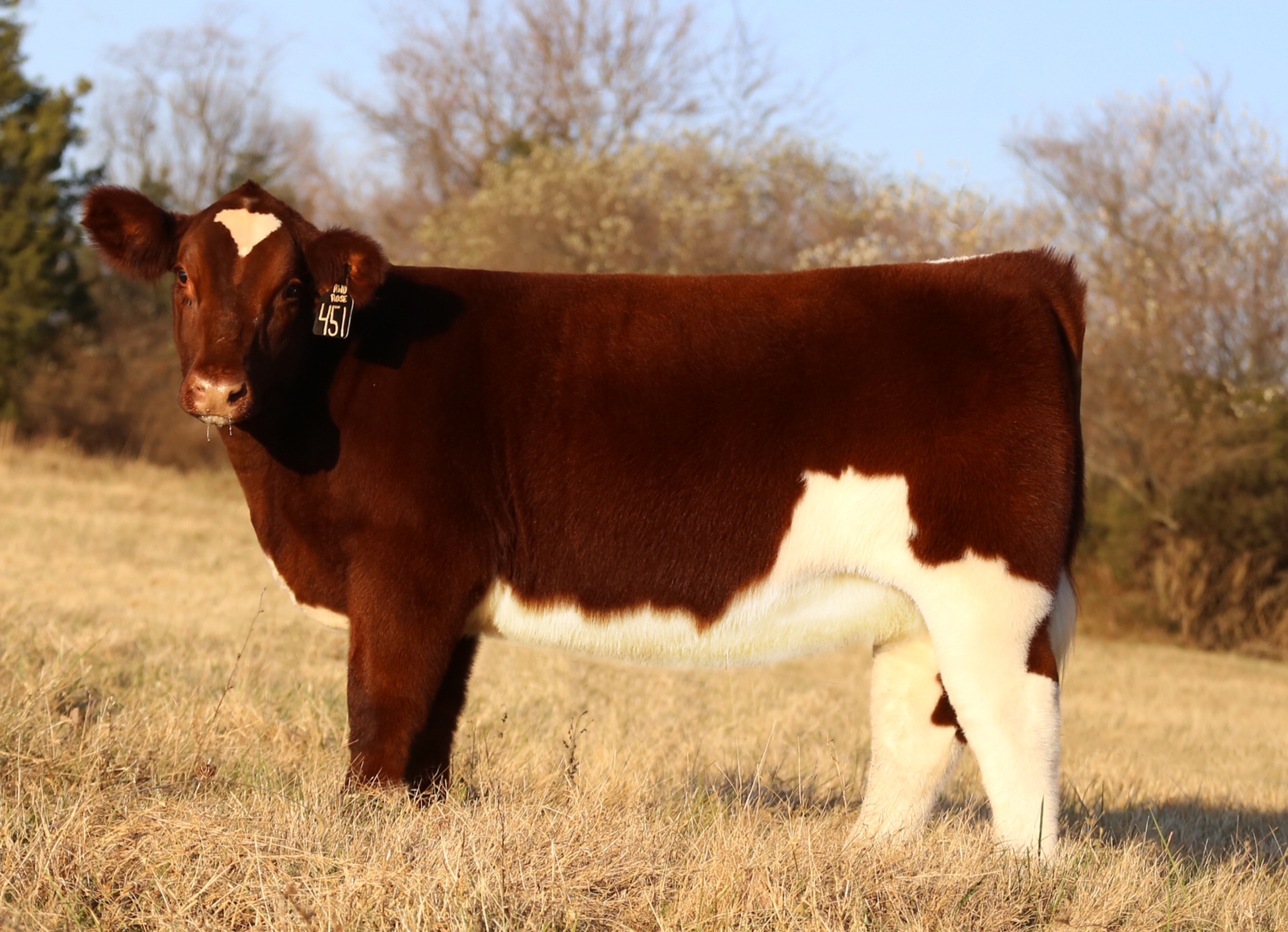 Shorthorn Heifer for Sale The Pulse