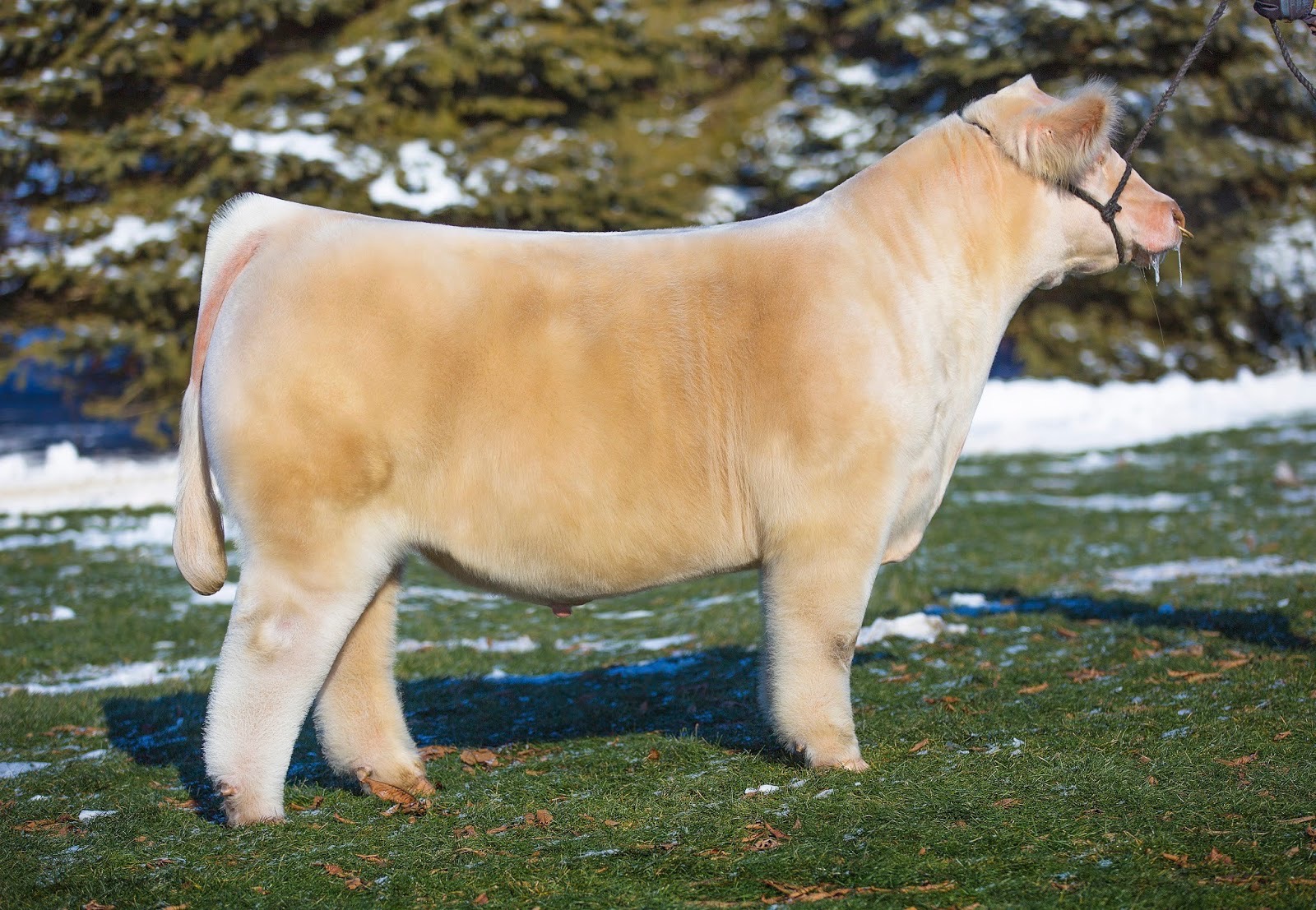 Today at SC Online Sales The Pulse