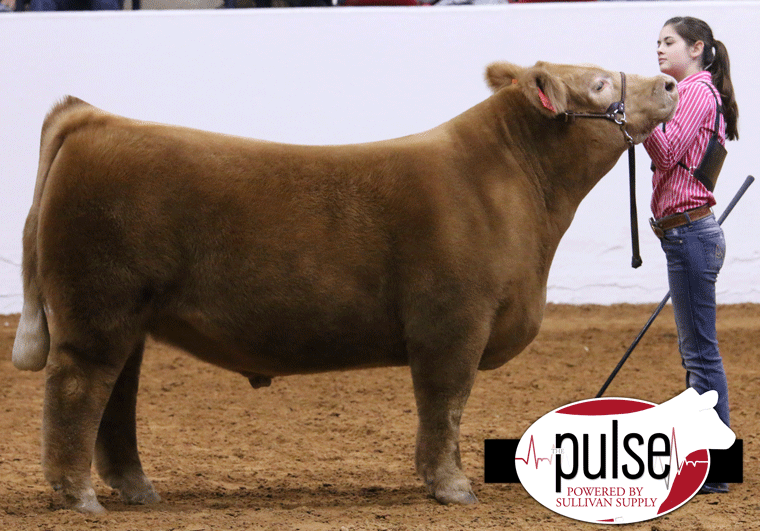 Fort Worth Stock Show Premium Sale Success Lautner Farms
