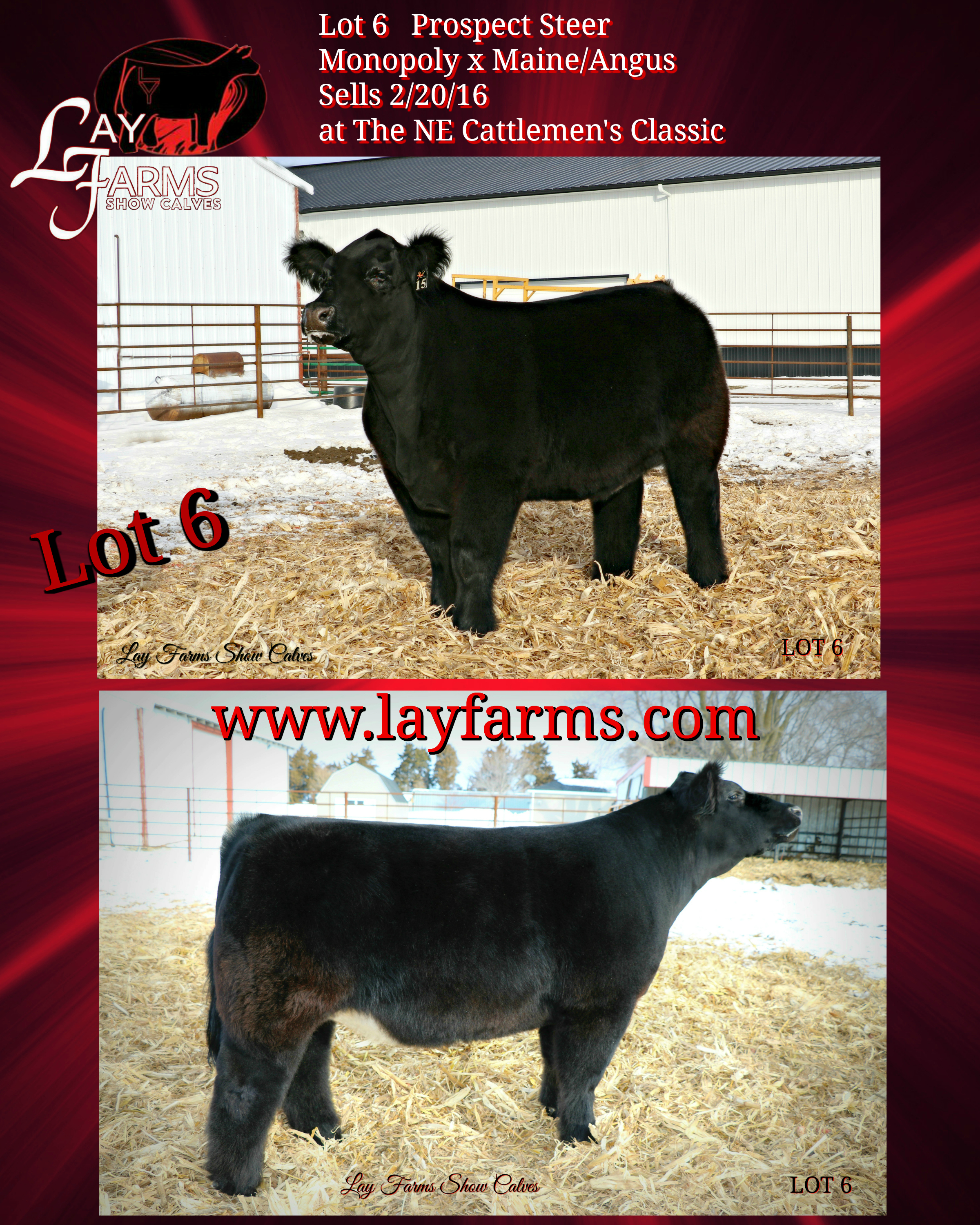 HE IS SELLING TODAY at The Nebraska Cattlemen’s Classic! The Pulse