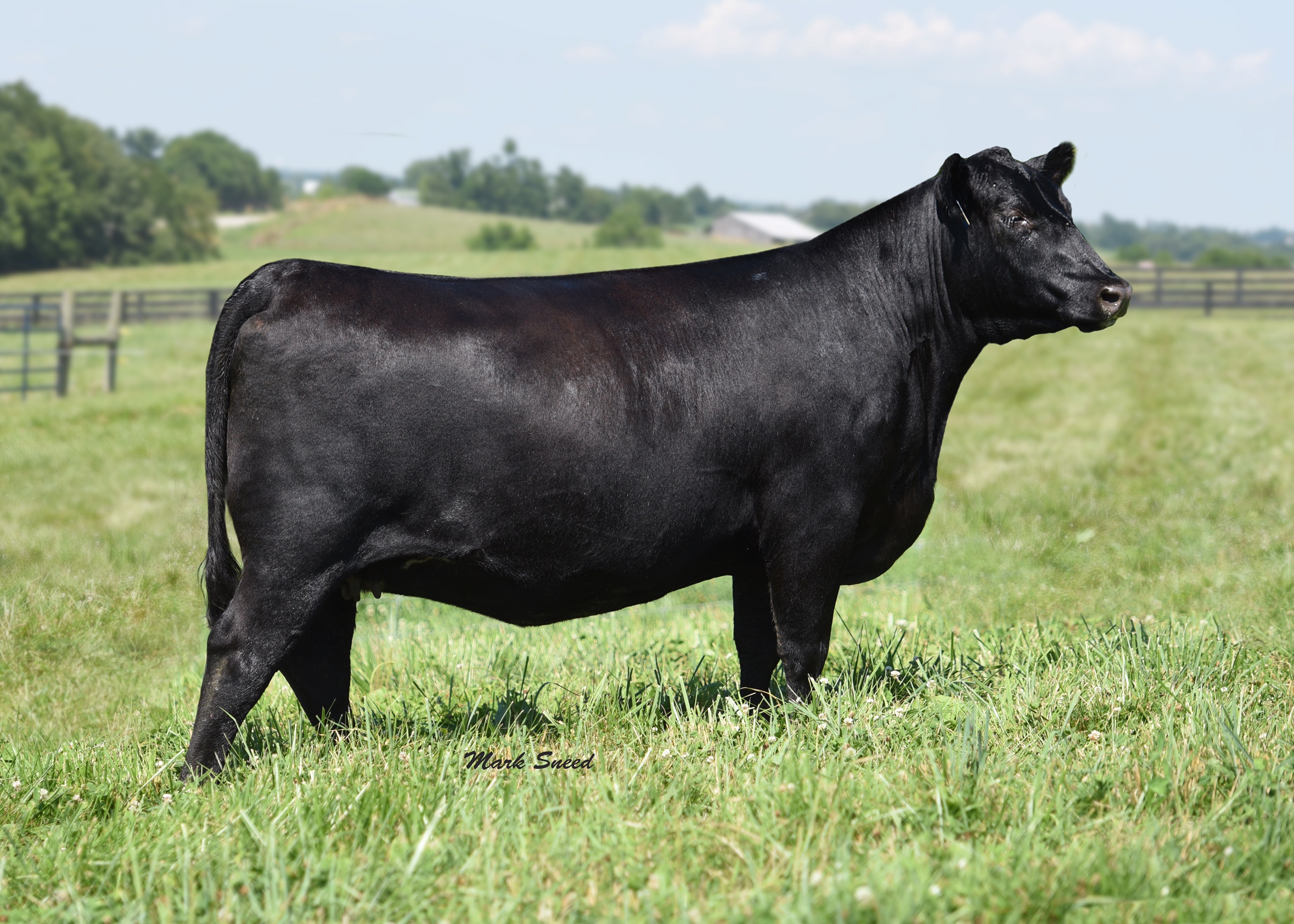 Boyd Beef Cattle Elite Angus Female Sale The Pulse