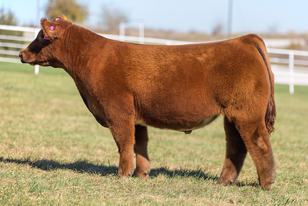 Goretska Show Steers Online Sale The Pulse