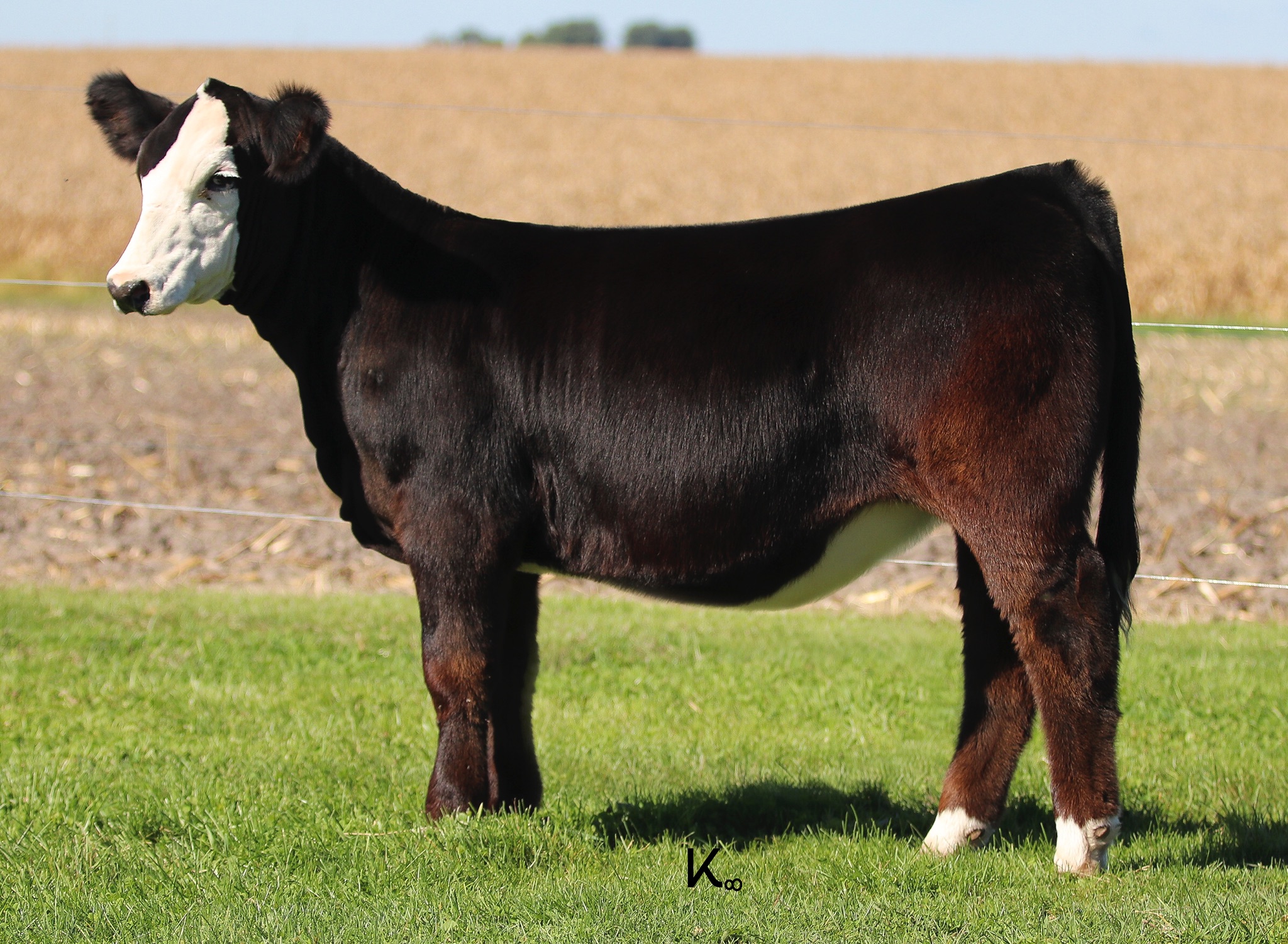 May 3/4 Simmental Heifer For Sale Privately The Pulse