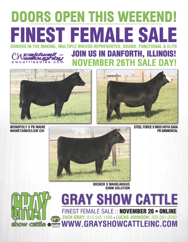 Gray Show Cattle Finest Female Sale The Pulse