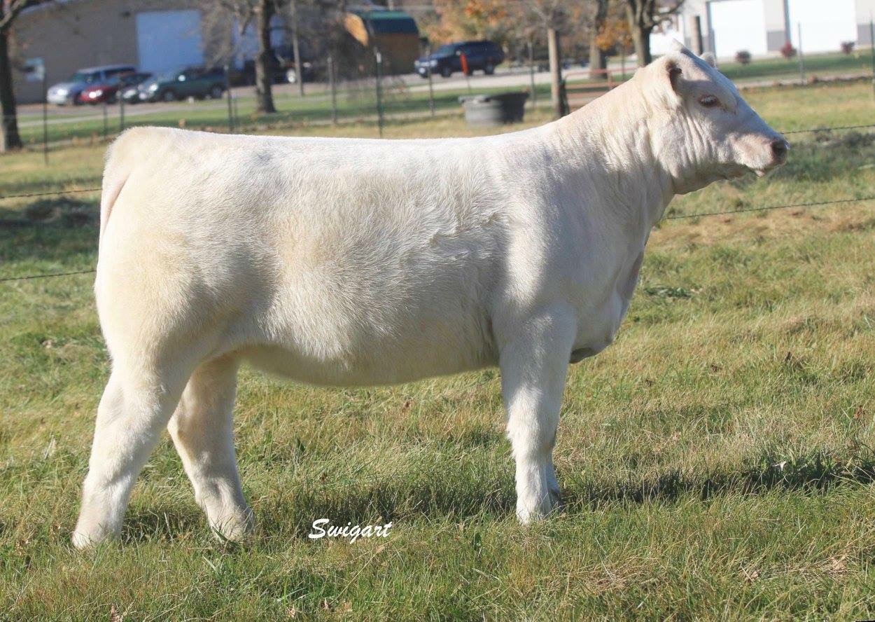 Rutledge Farms 33rd Annual Production Sale The Pulse