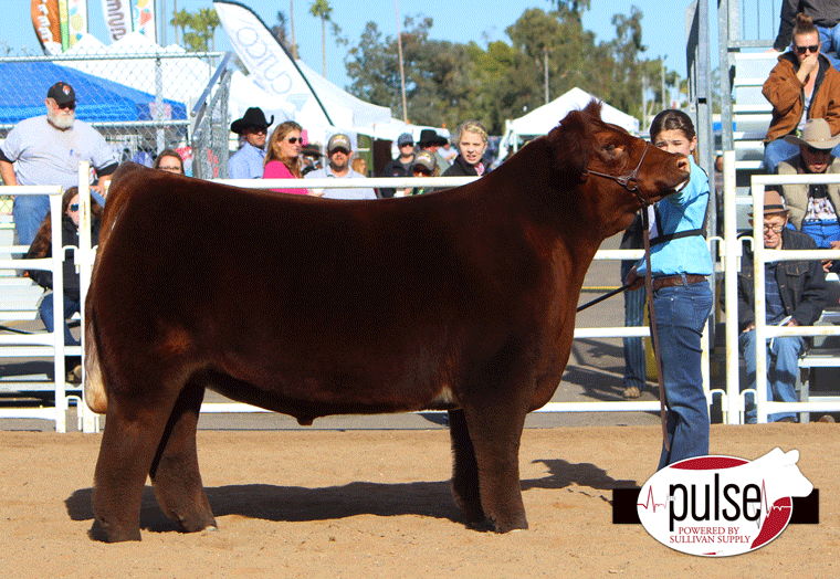 Arizona National Market Show All Other Colored Steers The Pulse