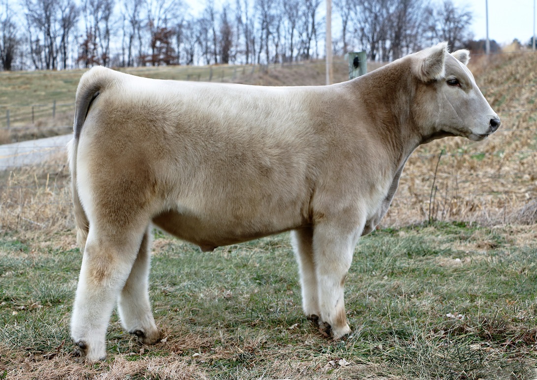 Elliott Cattle Company The Pulse