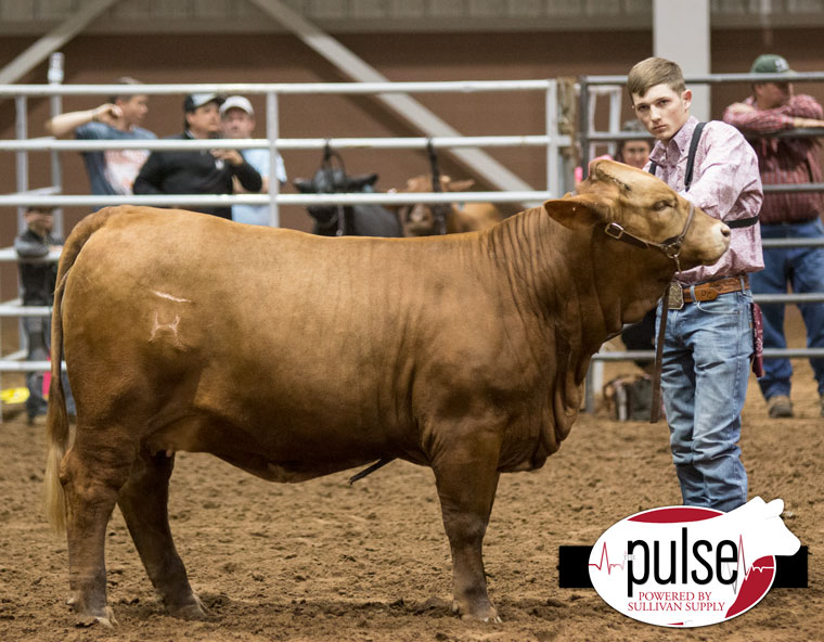 San Angelo Stock Show Beefmaster Junior Show Junior Heifers The Pulse