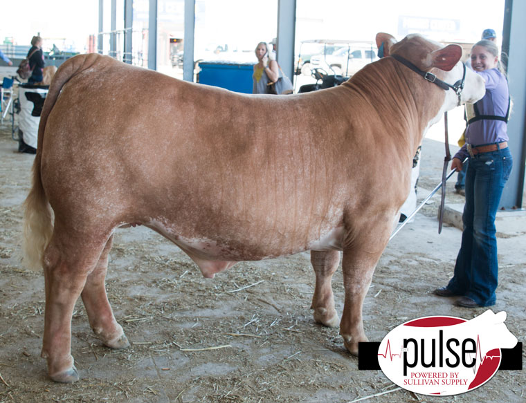 San Antonio Stock Show Market Steers Other Crosses Sullivan