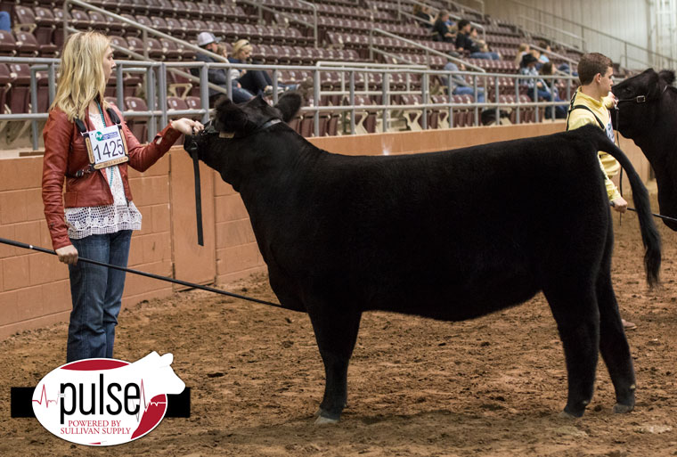 San Angelo Stock Show Angus Junior Show Heifer Calf The Pulse