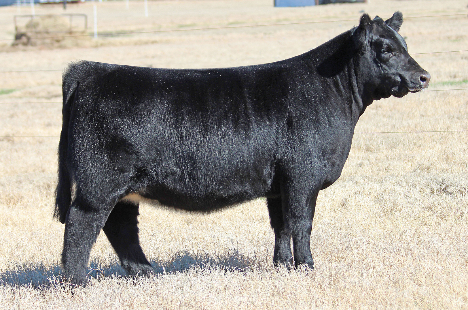 Buck Cattle Co Spring Edition XXI Sale The Pulse
