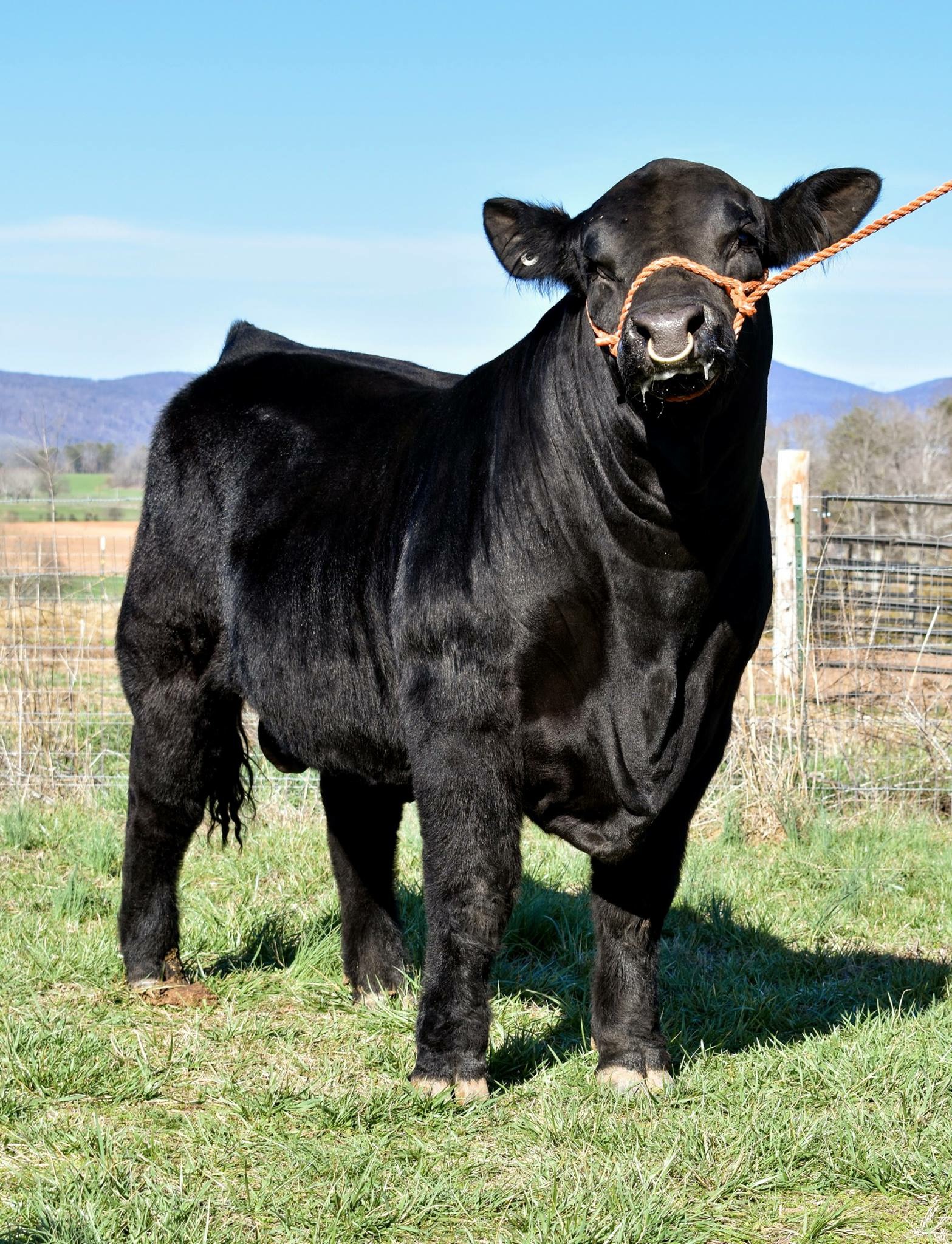 Tennessee Beef Agribition Limousin Sale The Pulse