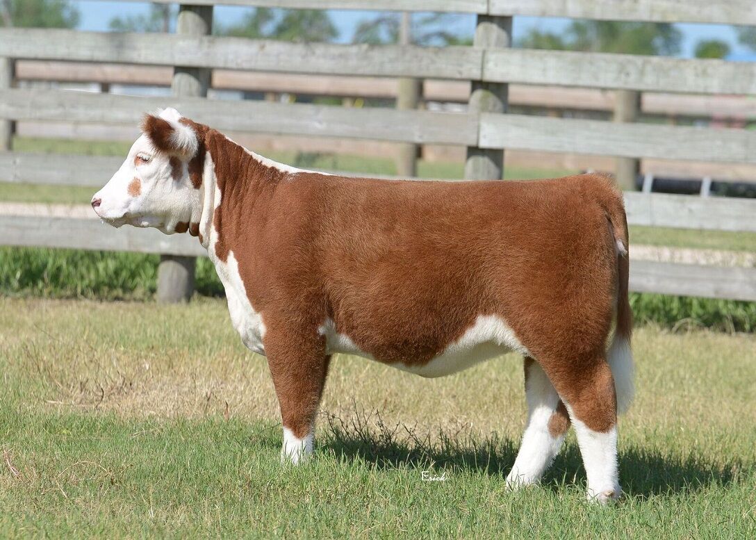 JB Cattle Co Mini Hereford Heifer Online Sale CLOSES TONIGHT The Pulse