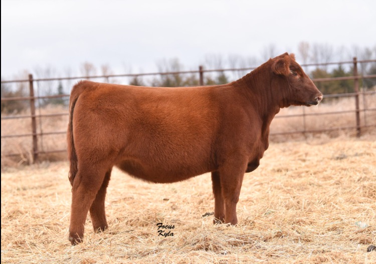 Weidenbach Ranch Online Female Sale CLOSES TONIGHT Sullivan Supply