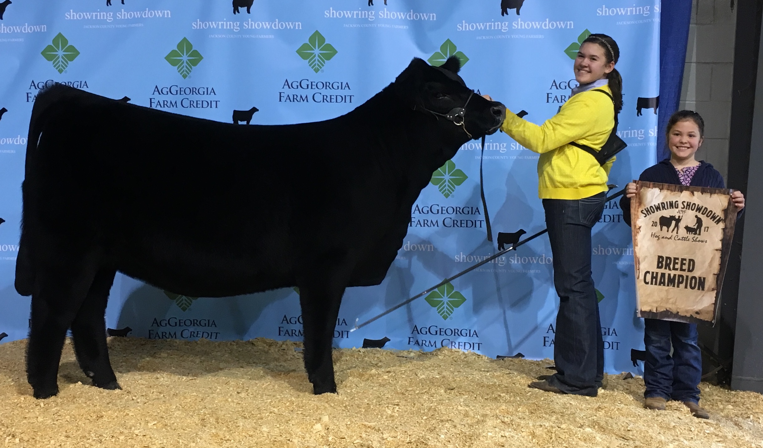 JCYF Showring Showdown Commercial Heifers The Pulse