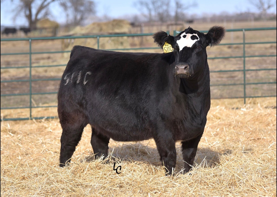 Dakota Classic Sale Vanhove Cattle Company The Pulse