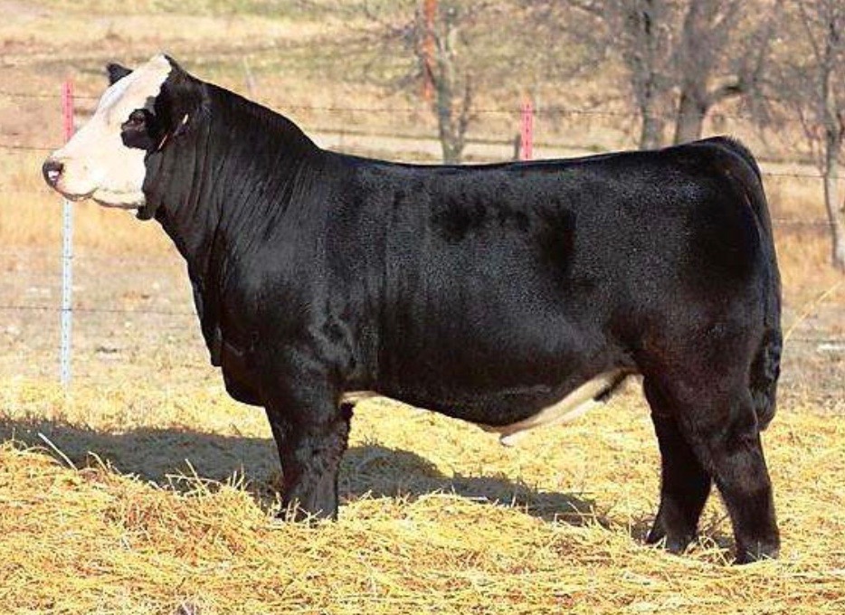 Griswold Cattle Broken Hearts Semen Sale CLOSES TONIGHT The Pulse