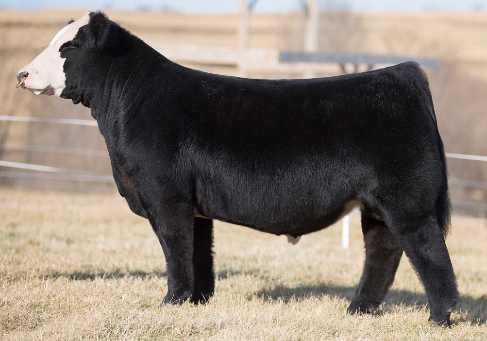 Griswold Cattle Broken Hearts Semen Sale CLOSES TONIGHT The Pulse