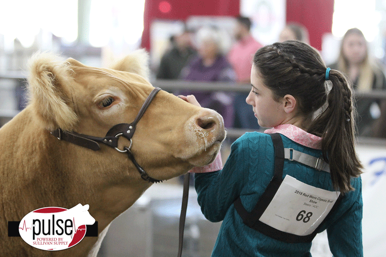 Red Wave Classic Junior Steer Showmanship The Pulse