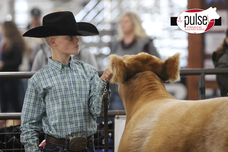 Red Wave Classic Junior Steer Showmanship The Pulse