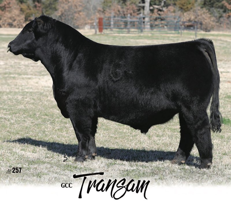 Griswold Cattle Company Grass to Grid Bull Sale THIS WEEKEND The