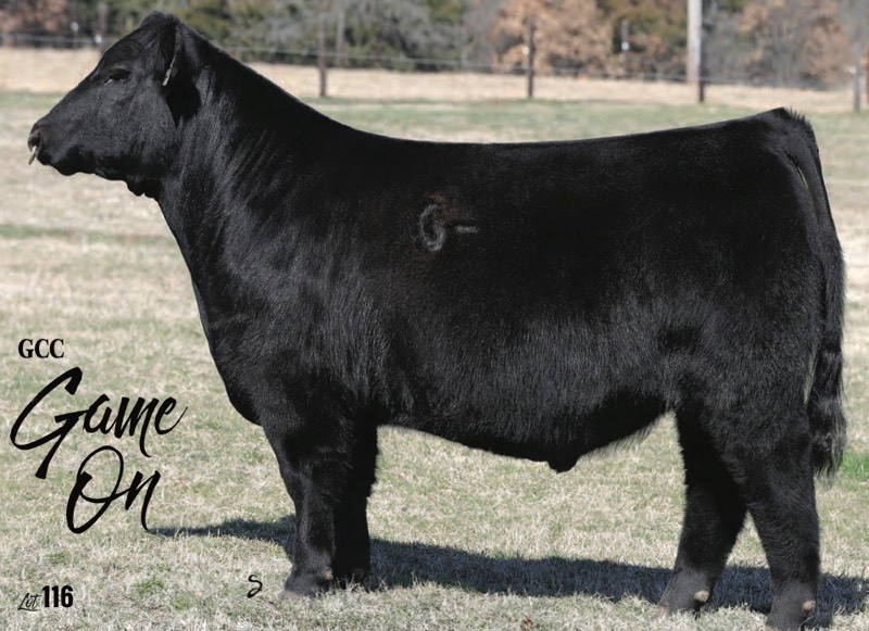 Griswold Cattle Company Grass to Grid Bull Sale THIS WEEKEND The