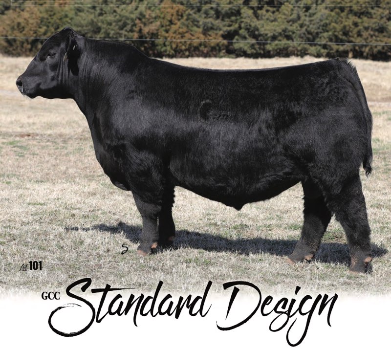 Griswold Cattle Company Grass to Grid Bull Sale THIS WEEKEND The Pulse