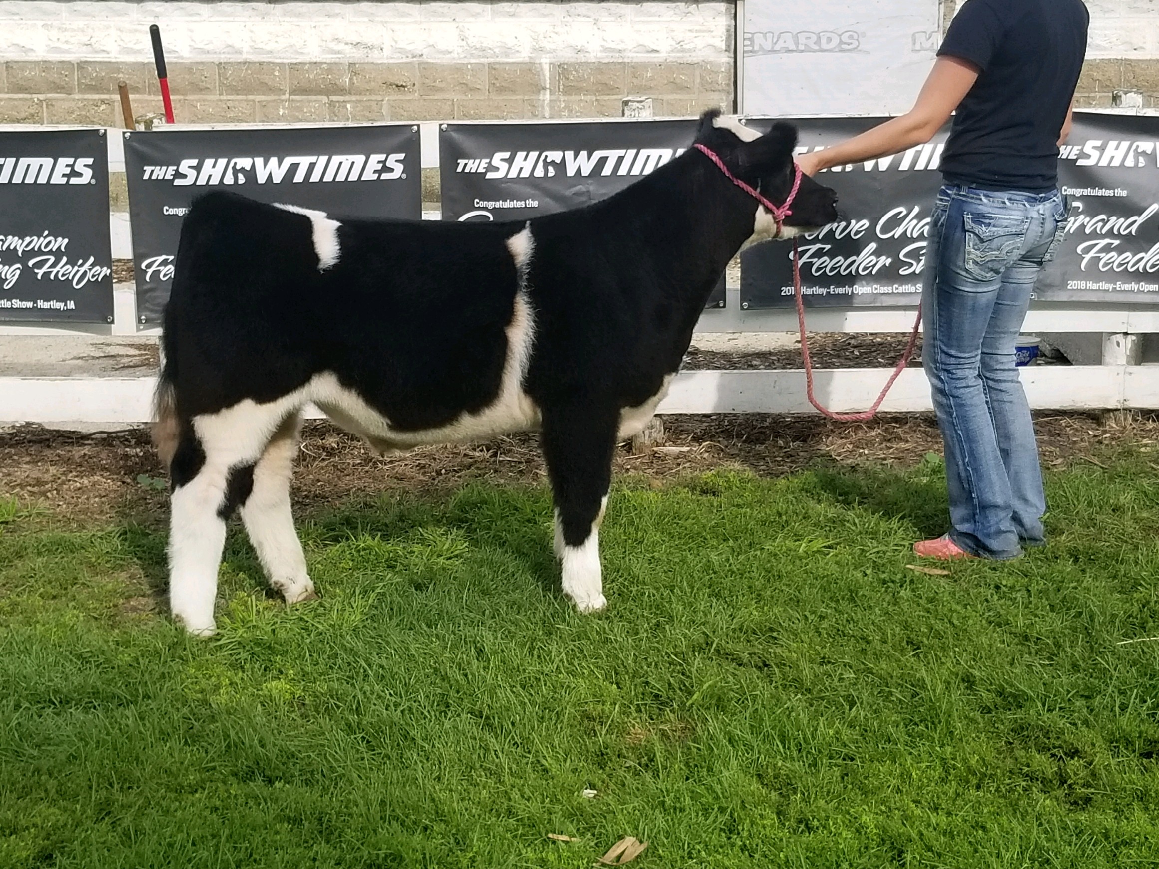 Lehner Stock Farms and Circle C Cattle Company Bid Off Sale The Pulse