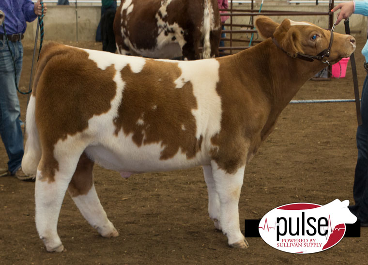 World Beef Expo Prospect Steers The Pulse