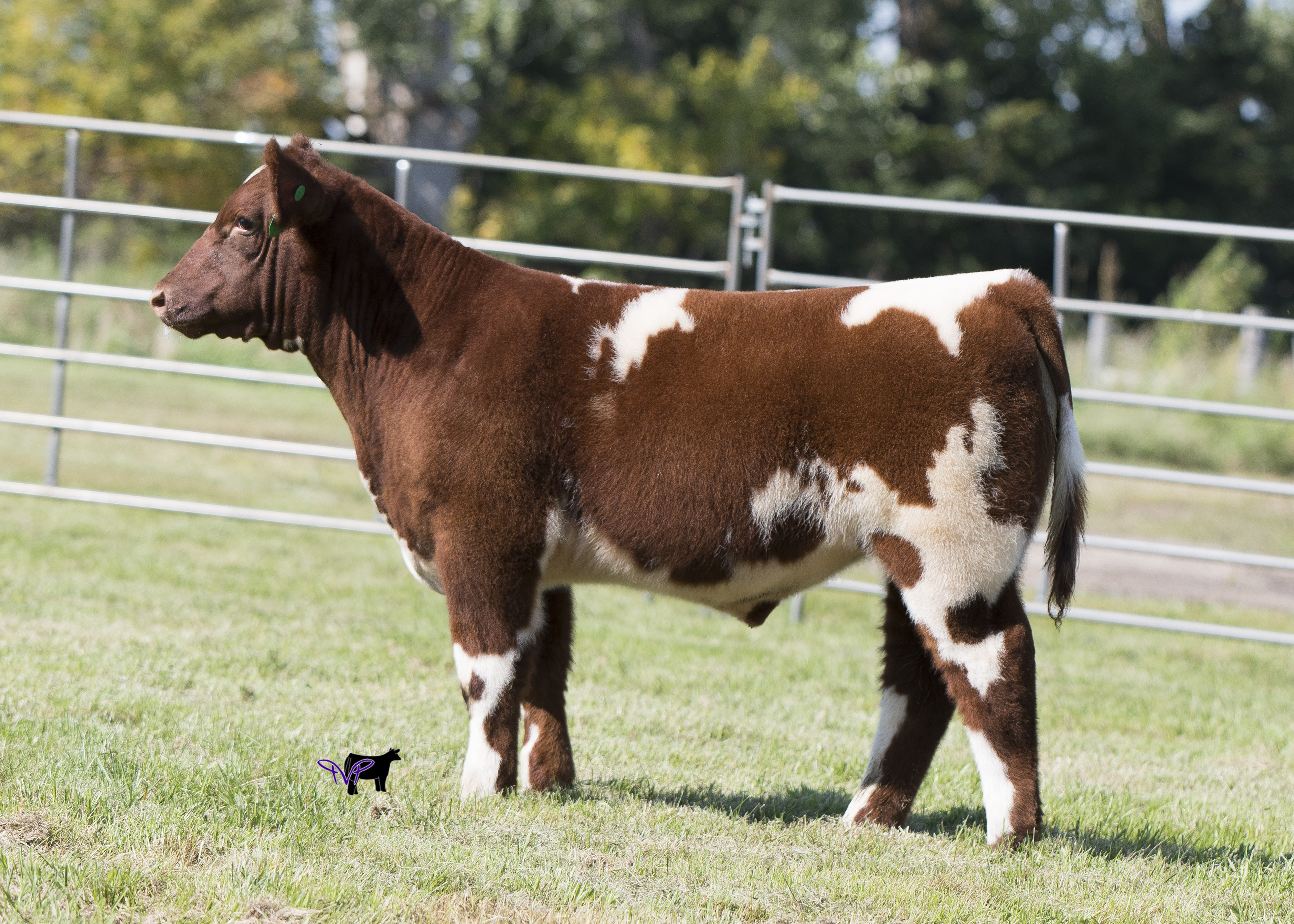 Burke Show Cattle & Went Blacks Online Sale TODAY, September 17th