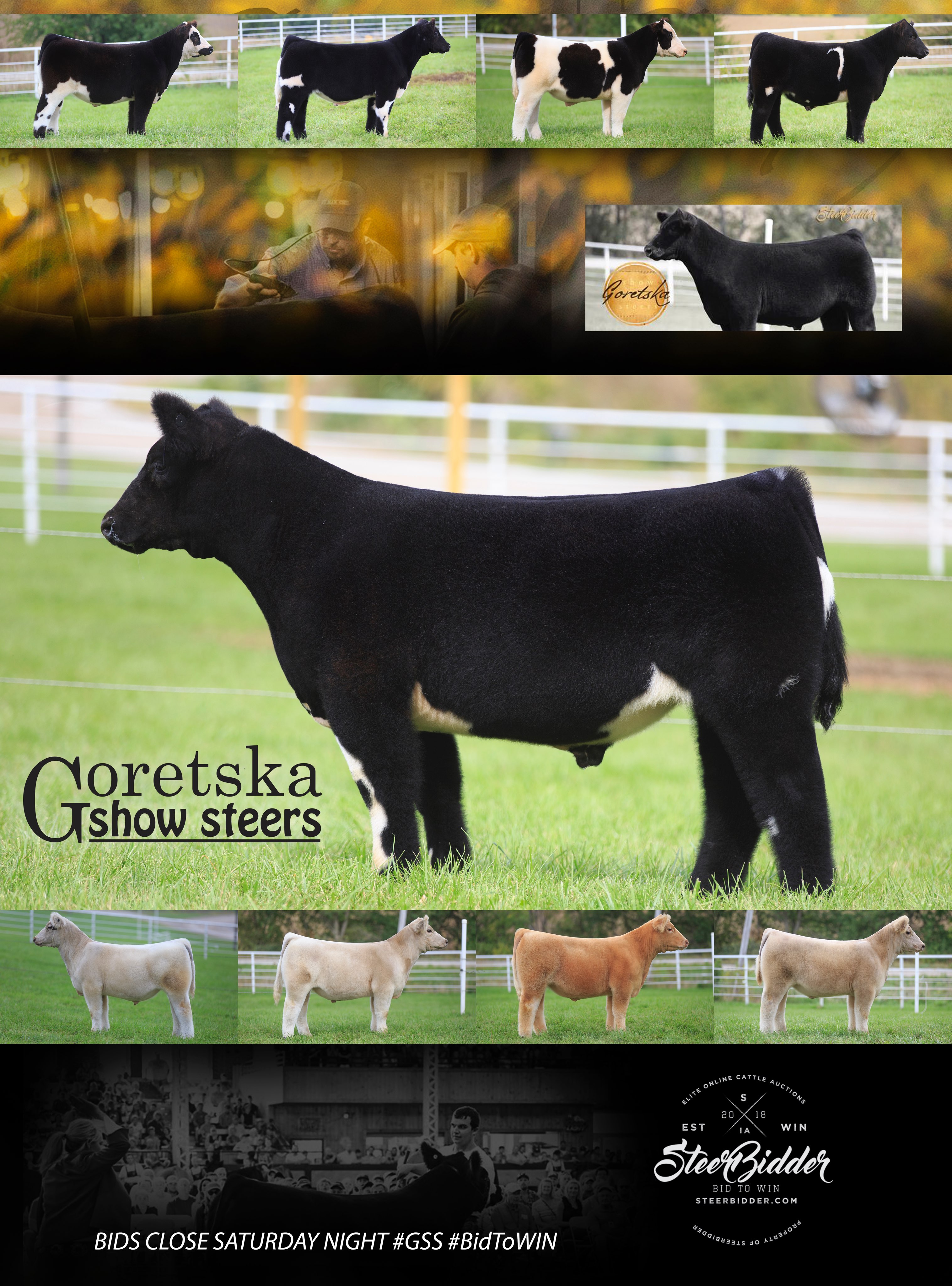 Goretska Show Steers Online Sale Ends Tonight! The Pulse