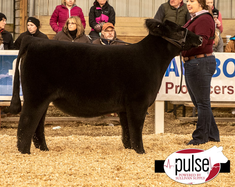 VCCP (Virginia) Commercial Heifers The Pulse