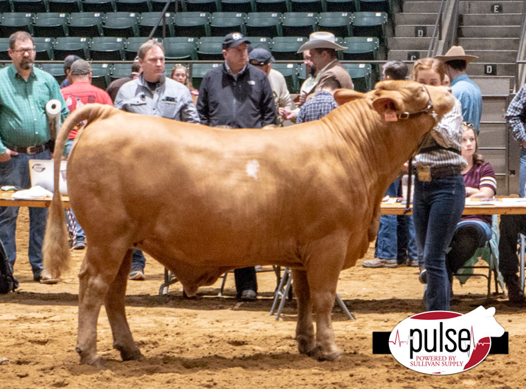 Dixie National (Jackson, MS) American Steers The Pulse