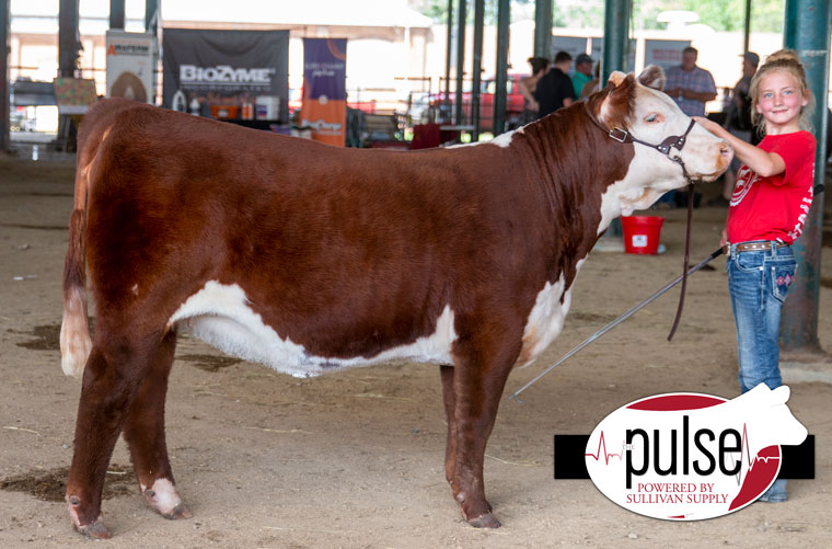 South Dakota Summer Spotlight Commercial Heifers The Pulse