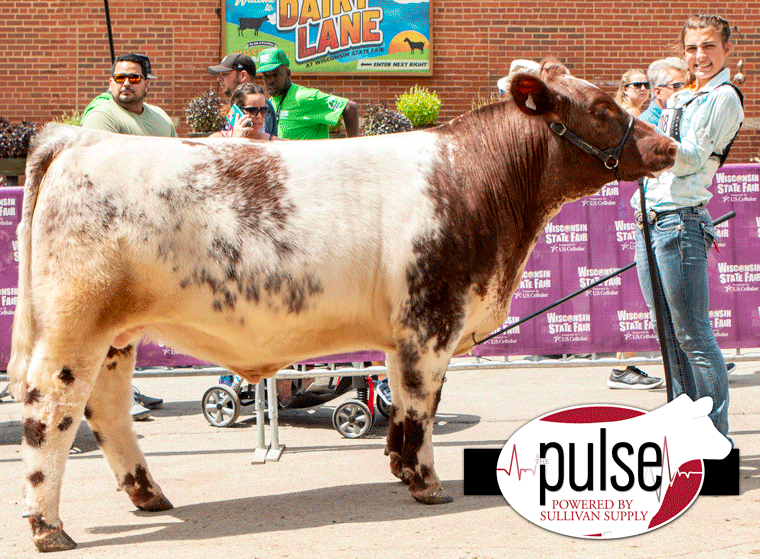 Shorthorn Steers Wisconsin State Fair The Pulse